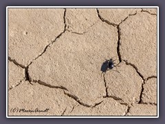 Leben auf der Racetrack Playa