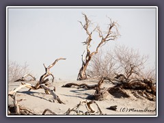 Mesquite Totholz im Sandsturm auf den gleichnamigen Dünen