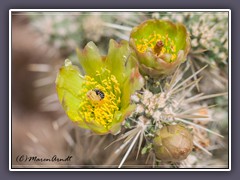 Silver Cholla Blüten