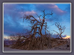 Totholz im Abendlicht - Mesquite Flat