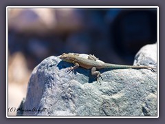 Western Side Blotched Lizard