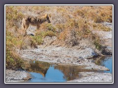 Wild Coyote am Salt Creek