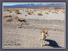 Wildlife - Kojoten am Straßenrand
