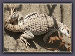 Wildlife in der Wüste - Desert Iguana