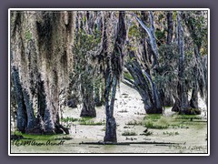 Audubon Swamp Garden