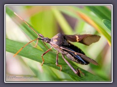 Eastern Leaf Footed Bug