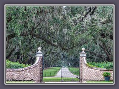 Eichenallee - Boone Hall Plantation