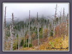 Great Smokey Moutains National Park