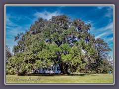 Hofwyl Broadfield Rice Plantation - Georgia