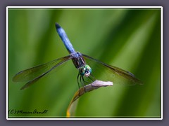 Libelle Blue Dasher