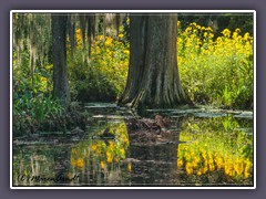 Magnolia Plantation and Gardens