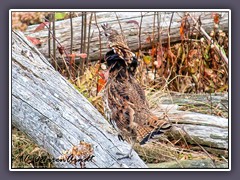 Ruffed Grouse  Kragenhuhn - Clingman Dome