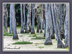 Swamp at Magnolia Plantation