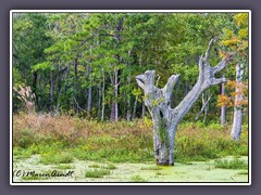 Wetland and Alligator Trail