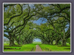 Zauberhafter Oak Alley Plantation Garten