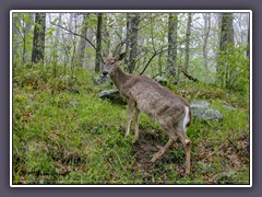 Blue Ridge - Muledeer