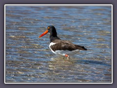 American Oyster Catcher