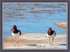 American Oyster Catcher - Haematopus palliatus