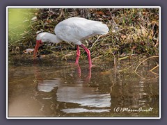 American White Ibis - Schneesichler - Eudocimus albus