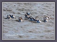 Amerikanischer Säbelschnäbler - Recurvirostra americana - American Avocet