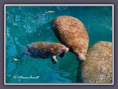 An der warmen Quelle in Homosassa Springs