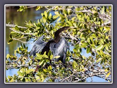 Anhinga - Schlangenhalsvogel - Anhingidae Anhinga