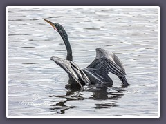 Aus dem Wasser starten - der Schlangenhalsvogel