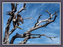 Bald Eagle - Haliaeetus leucocephalus