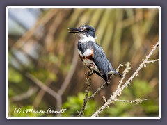 Belted Kingfisher - Gürtelfischer Weibchen