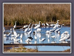 Black Point Wildlife Drive