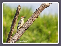 Carolina Specht - Red-bellied woodpecker - Melanerpes carolinus