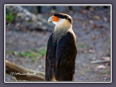 Crested Caracara - Caracara plancus