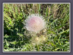 Distel - Cirsium-neomexicanum