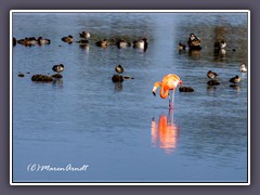 Einsamer Flamingo