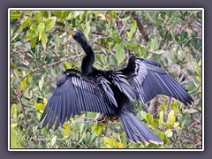 Gefieder trocknen - Anhinga 