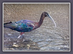 Glossy Ibis - Brauner Sichler