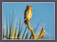 Great Horned Owl - Bubo virginianus