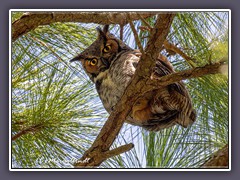 Great Horned Owl auf Honeymoon Island