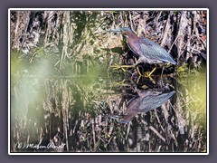 Green Heron - Mangrovenreiher