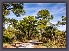 Honeymoon Island Osprey Trail