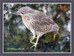 Junger Nachtreiher - Juvenile