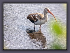 Jungvogel Schneesichler