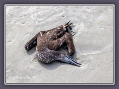 Juvenile Northern - Gannet-Morus-bassanus - Daytona Beach