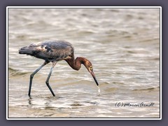 Juvenile Reddish Egret - Junger Rötelreiher