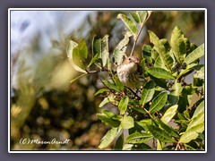 Kronenwaldsänger - Yellow Rumped Warpler