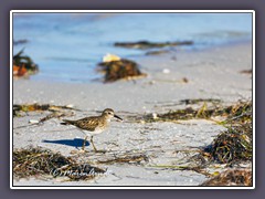 Least Sandpiper -Calidris-minutilla - Wiesenstrandläufer