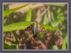 Long Tailed Skipper - Urbanus Proteus