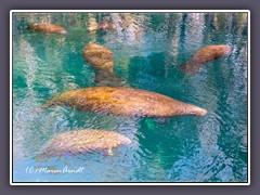 Manatee Watching