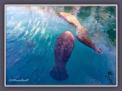 Manatees im Homosassa River