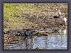 Myakka State Park - Alligator Bridge